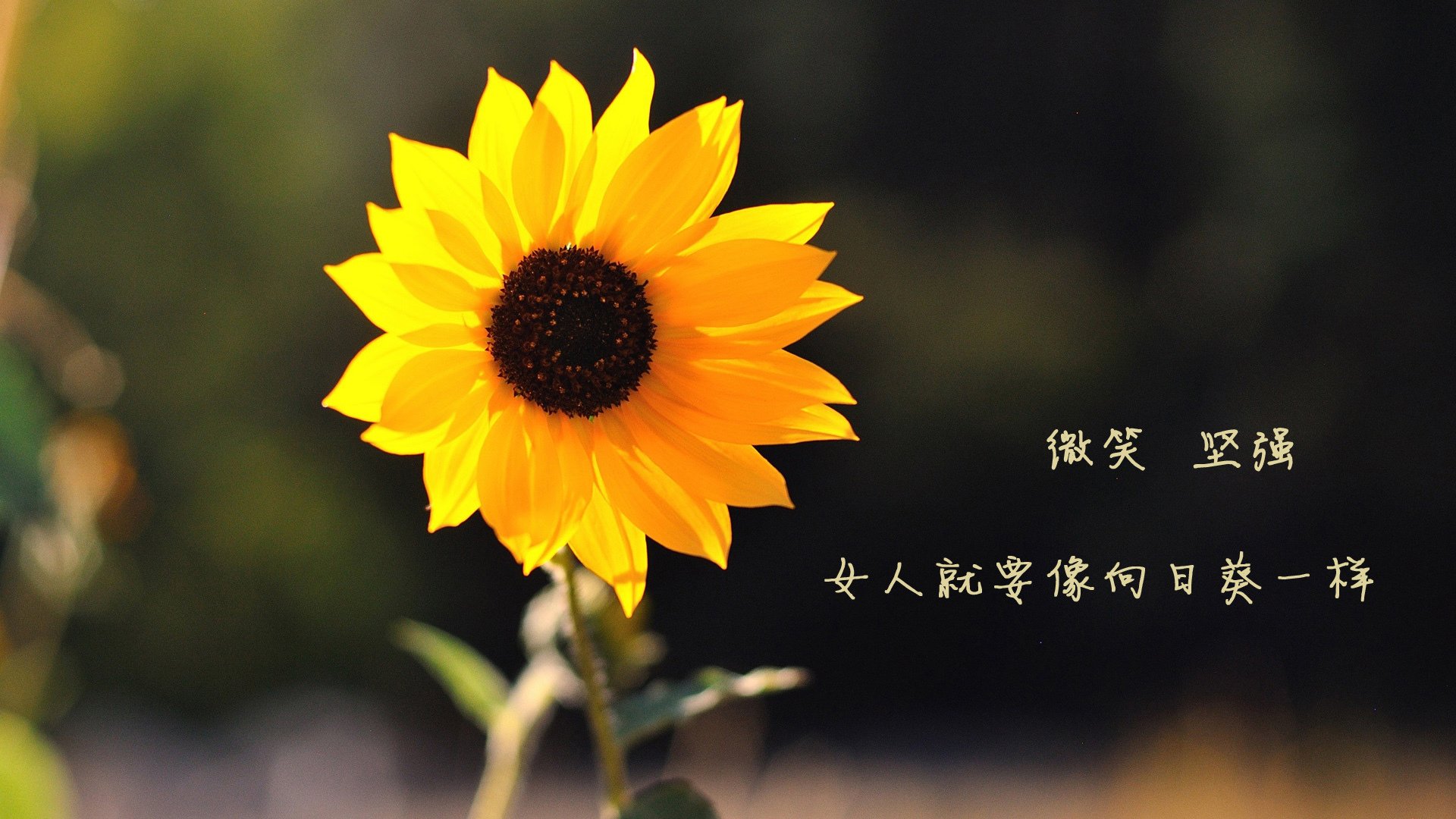 九游娱乐APP-FaZe联合其他战队参与LOL联动直播，faze战队比赛
