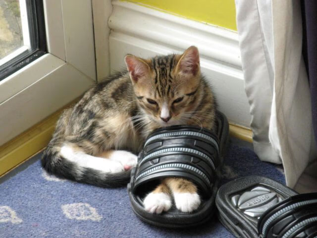 九游娱乐-国家女篮赢得重要比赛提升国际排名，女篮国际篮联排名