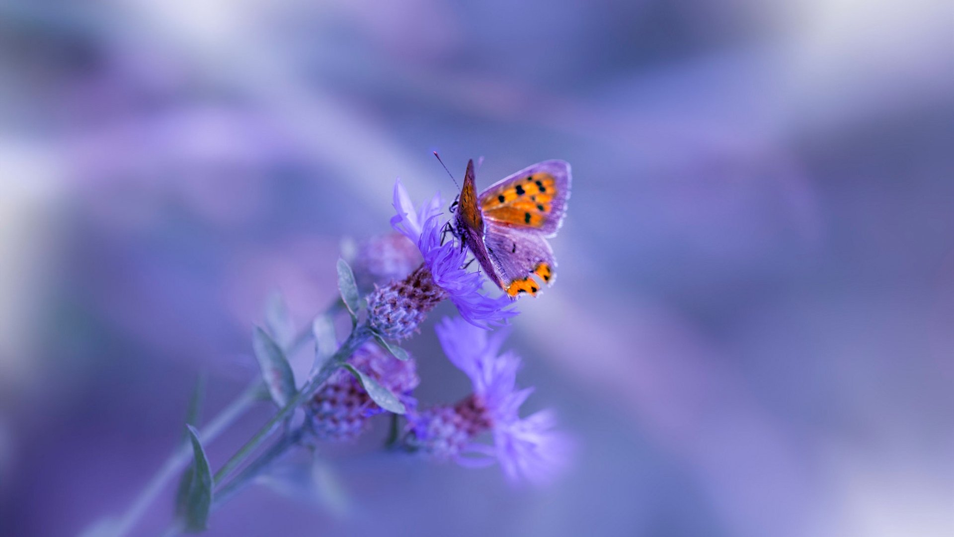 九游娱乐官网 (jiuyou)-女子自由泳100米美队三人进决赛，女子自由泳100米美队三人进决赛视频