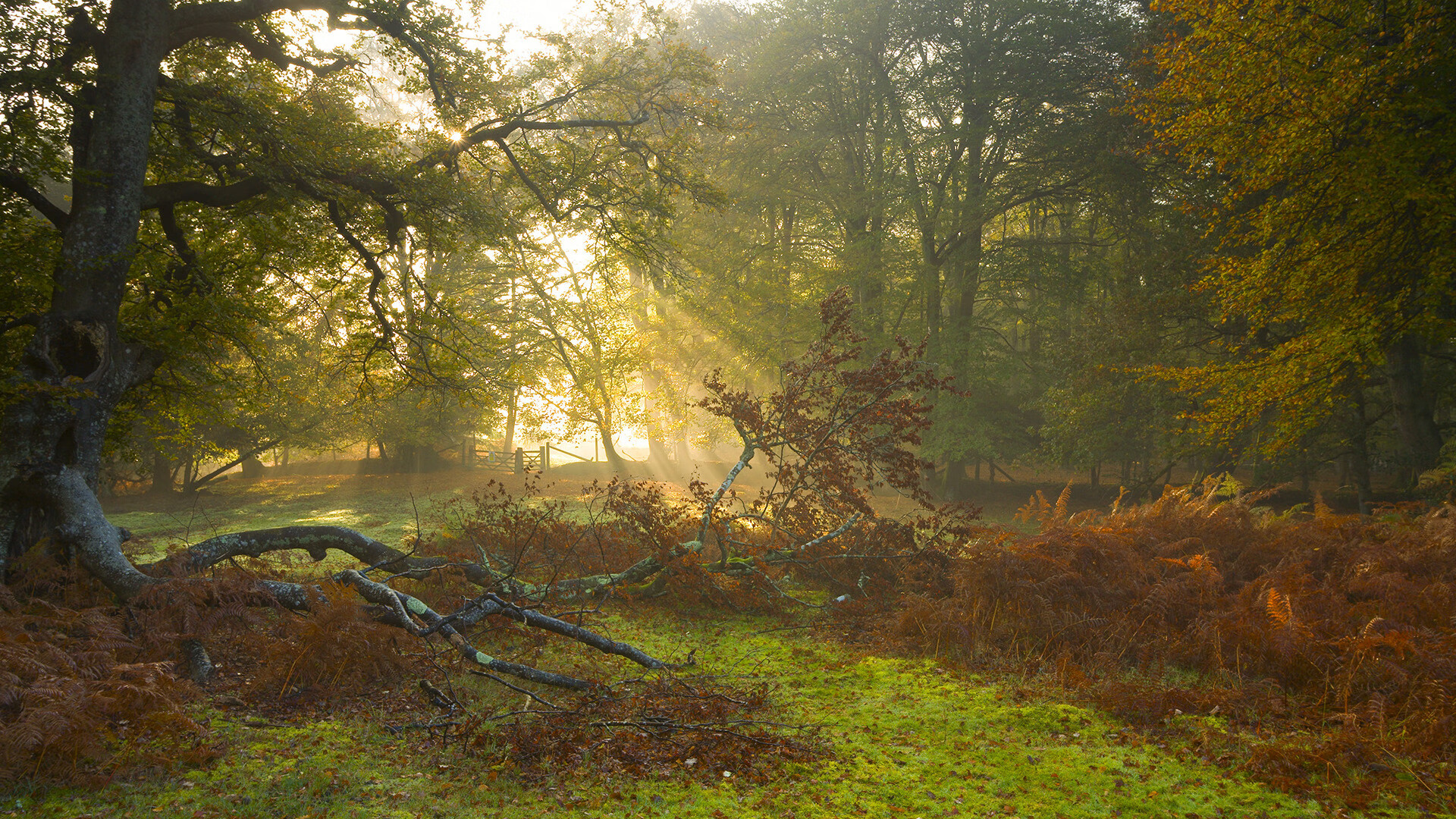 九游游戏中心-德国队在2024年混合团体世界杯的亮眼表现与成长,德国球队世界杯