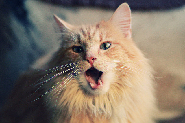 九游游戏中心-罗马尼亚队赛制研究：团体赛制中的协作与个性化战术，罗马尼亚联赛推迟公告