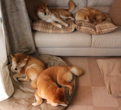 JIUYOU GAMING-国际拳击锦标赛激烈对决，国际拳击规则