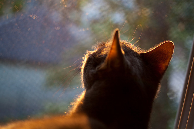 Jiu You-帕金斯起跳反应速度惊人,帕金斯什么水平