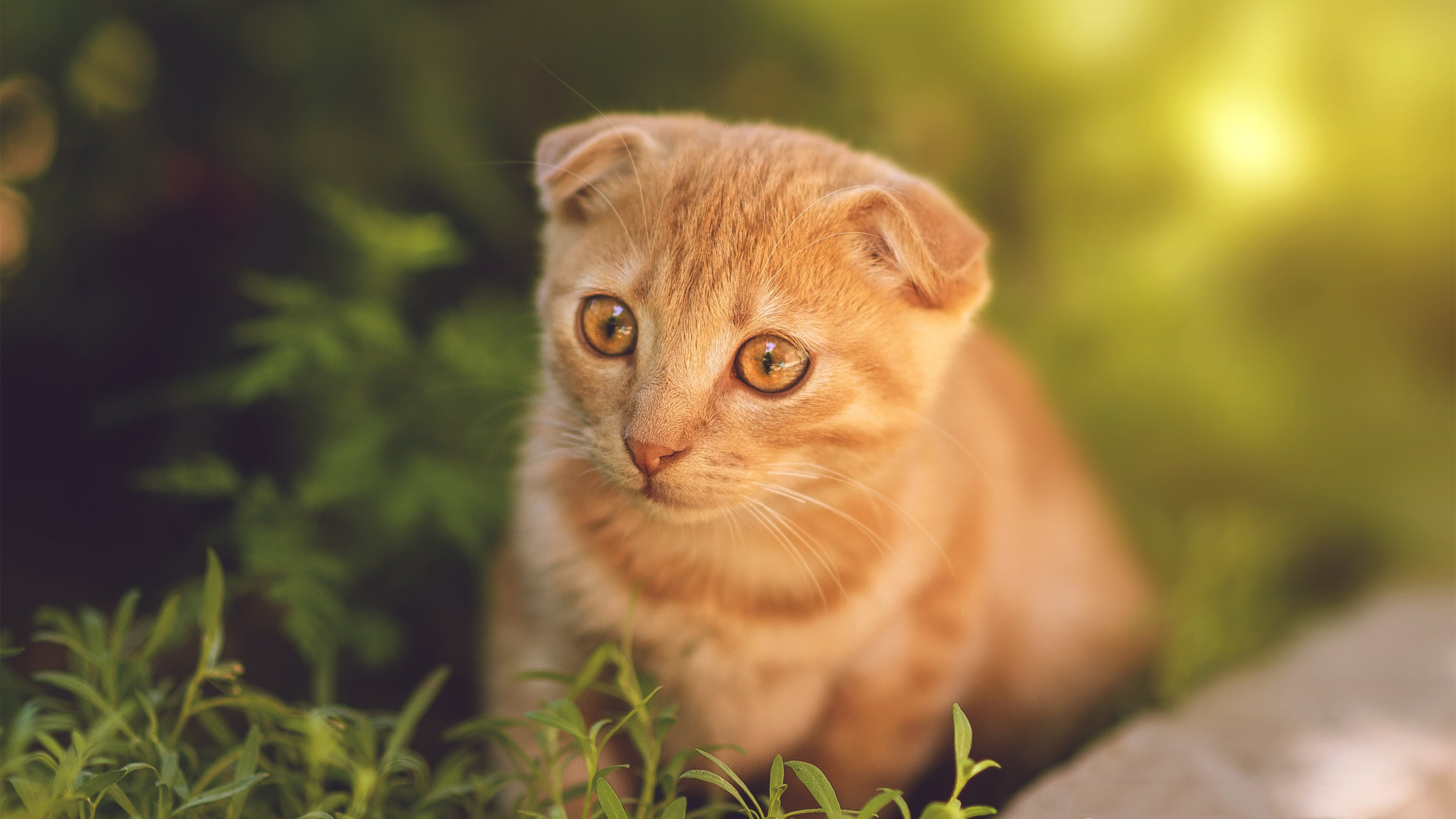 九游娱乐官网 (JIUYOU)-斯洛伐克女篮在欧洲预赛中表现优异，期待奥运荣誉及时到来，斯洛伐克阵容欧洲杯