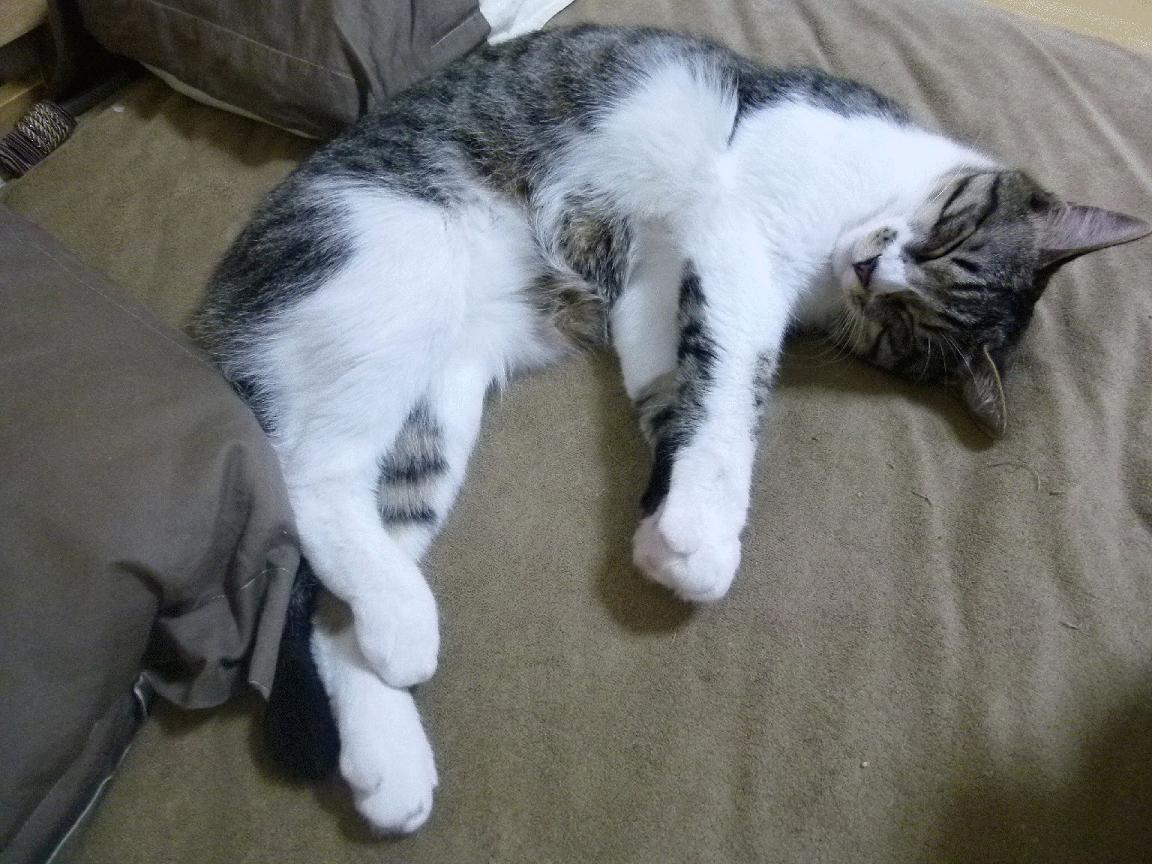 JIUYOU GAMING-李恩：全黑队的“中场能量”，突破速度与传球技巧相得益彰