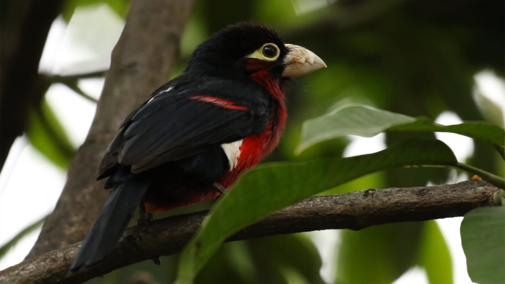 九游娱乐(jiuyou)官方网站-澳大利亚袋鼠队的精确战术规划，配合球员个人能力发挥出色，澳大利亚袋鼠强壮